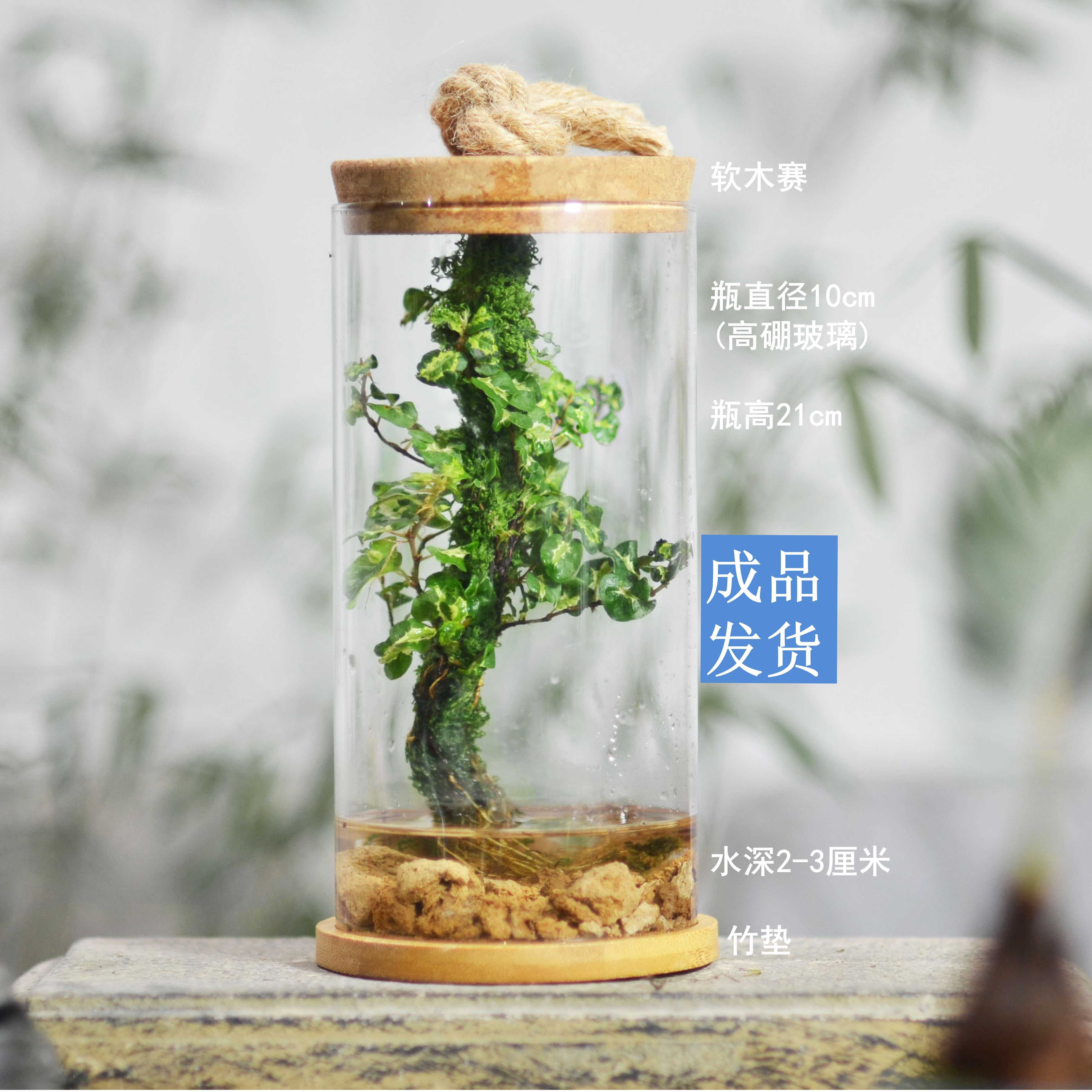 五年级科学生物实验微景观生态瓶