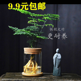 铁棍文竹竹柏琴叶榕室内耐养绿植办公室书桌面玻璃瓶水养绿植盆栽