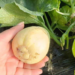 青州银瓜弥河银瓜大官营火银瓜甜瓜