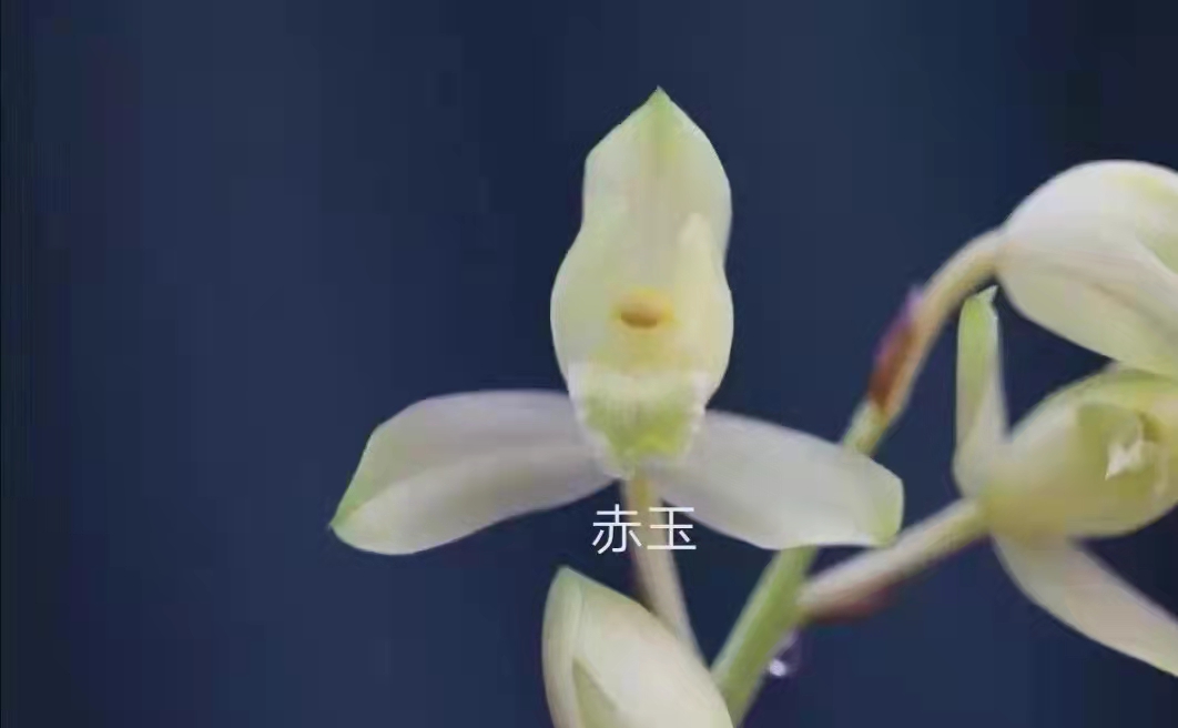 【冯达锋国兰】兰花苗浓香蕙兰:赤玉