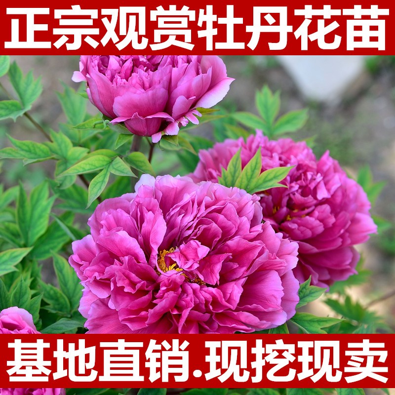 牡丹花苗大苗重瓣芍药庭院阳台盆栽花卉正宗观赏木本老桩牡丹花树