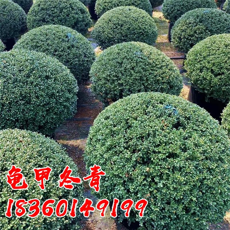 龟甲冬青球树苗别墅庭院耐寒四季常青绿化风景树球型花镜植物小苗
