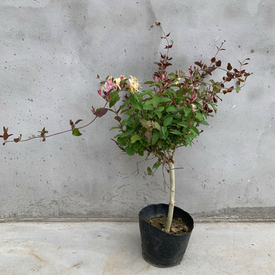金银花树苗庭院浓香耐寒爬藤绿化风景植物红金银花老桩盆栽可食用