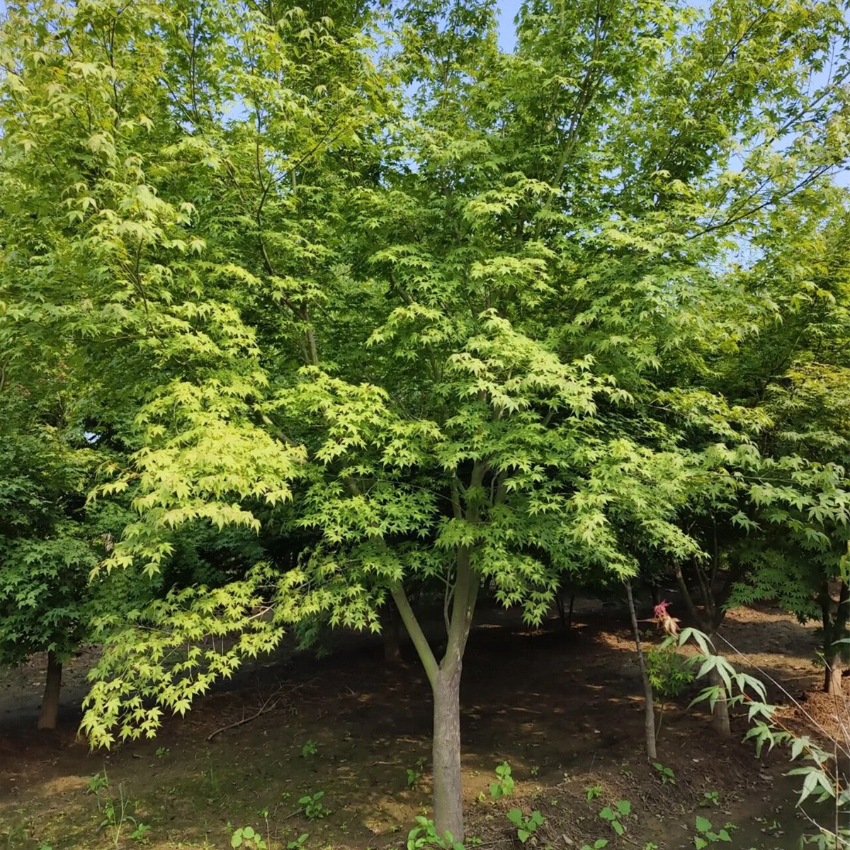 鸡爪槭树苗青枫庭院大型耐寒绿化风景树彩叶植物丛生鸡爪槭红枫苗图片
