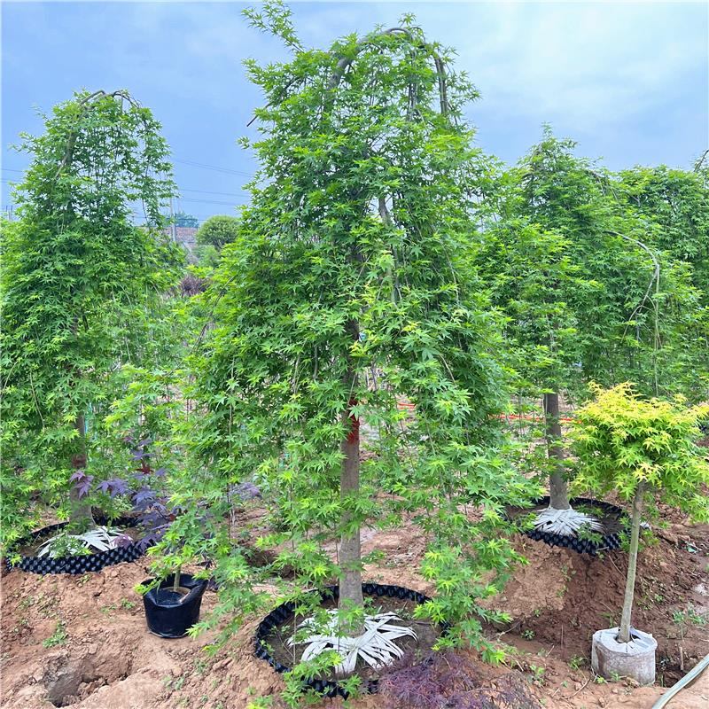流泉枫树苗原生小苗垂枝瀑布枫别墅庭院大型耐寒风景树盆栽黄金枫图片