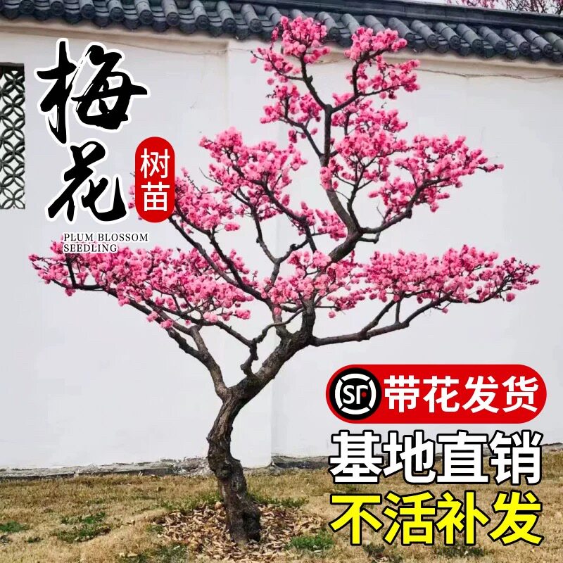 嫁接梅花树苗红梅腊梅绿梅树桩盆景美人梅榆叶梅苗庭院盆栽梅花苗