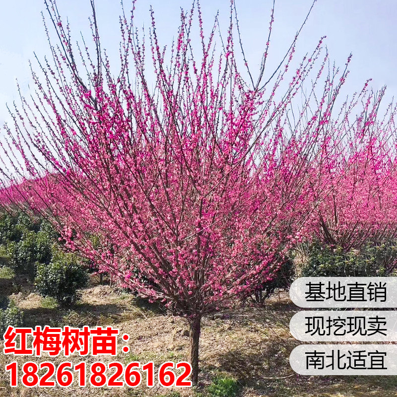高杆嫁接红梅树苗原生梅花盆栽绿梅别墅庭院耐寒风景树嫁接红梅苗