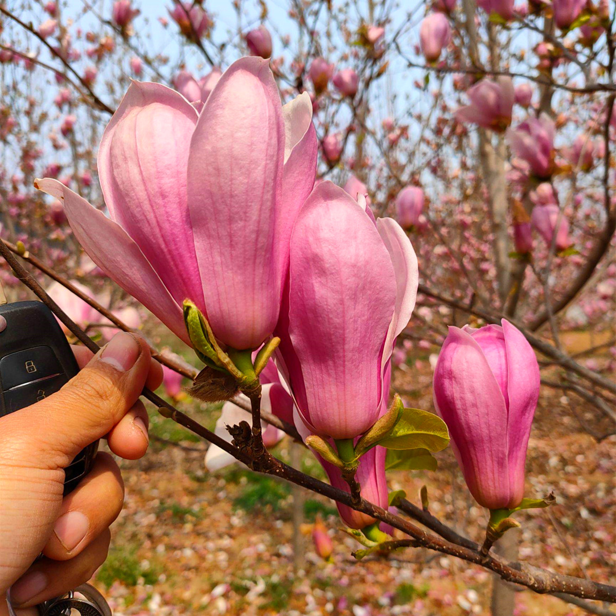 紫玉兰树苗红玉兰花苗盆栽玉兰花树别墅庭院大型风景树白玉兰树苗图片