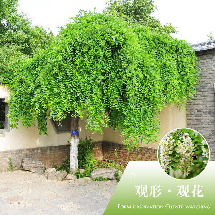 嫁接龙爪槐树苗龙爪槐造型树国槐黄金槐树别墅庭院遮阳绿化风景树