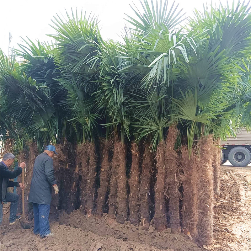 棕榈树苗别墅庭院大型耐寒四季常青绿化风景植物扇子树热带棕树苗