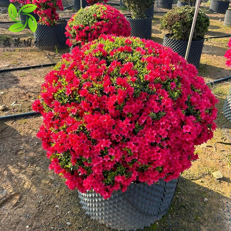 杜鹃花苗盆栽杜鹃花庭院绿化色块花灌木耐寒植物四季常青毛杜鹃球
