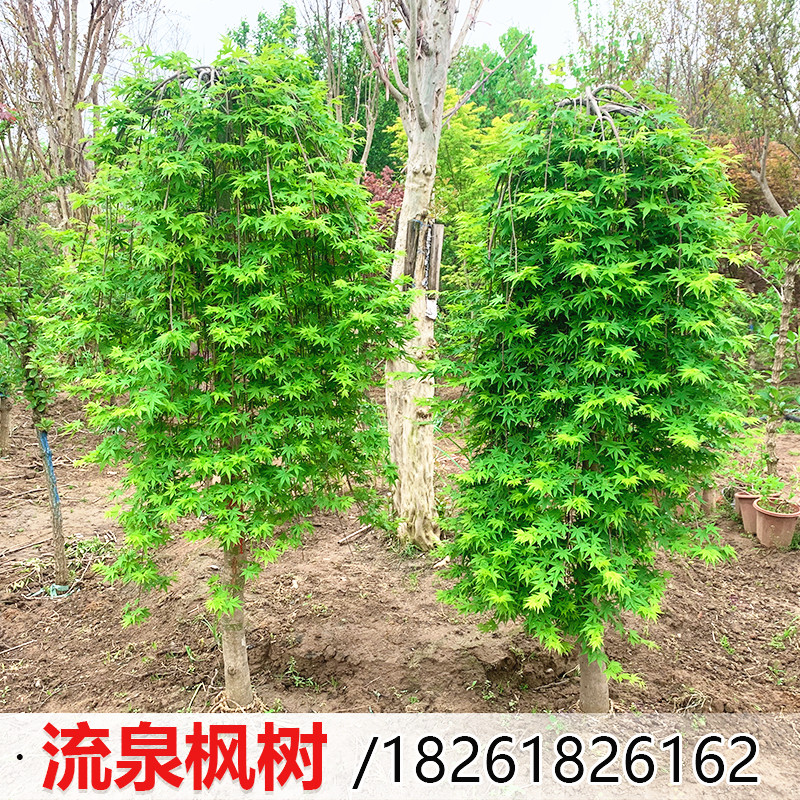 流泉枫原生小苗垂枝瀑布枫别墅庭院大型风景树盆栽黄金流泉枫树苗图片