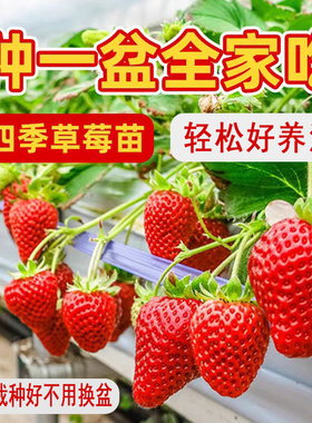 真红美玲大盆栽草莓苗带盆土四季奶油草莓黑珍珠草莓盆栽无需换盆