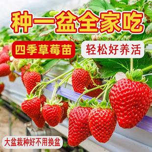 真红美玲大盆栽草莓苗带盆土四季奶油草莓黑珍珠草莓盆栽无需换盆