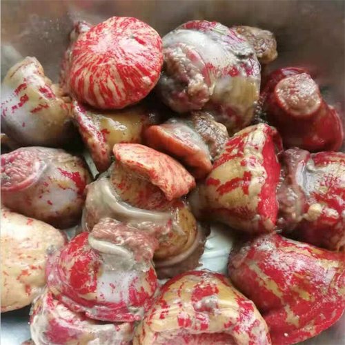 大连当地新鲜红海葵海腚根鲜活海腚沙蒜速冻海鲜水产3斤非黄海葵