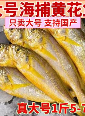 黄花鱼无冰深海鱼新鲜冷冻海鲜