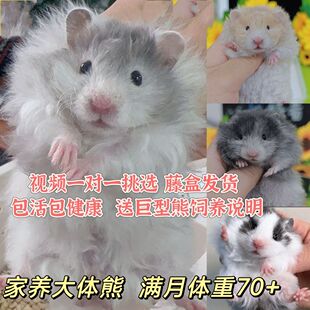 蛋蛋家养波利熊视频挑选黑波蜜波肉桂波长毛卷毛仓鼠亮毛京东快递