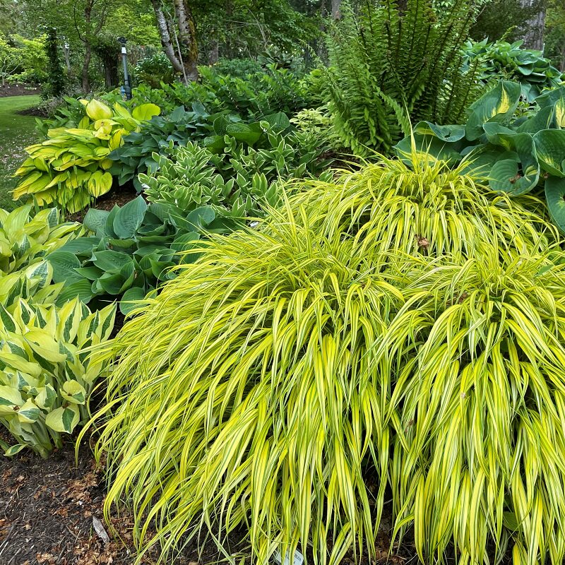 日本箱根草盆栽苗知风草观赏草庭院阳台花镜耐阴耐寒
