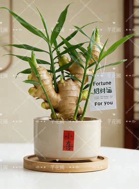 招财转运旺运禄根姜带芽盆栽室内客厅办公室桌面绿植好养四季常青