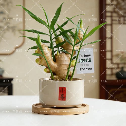 招财转运旺运禄根姜带芽盆栽室内客厅办公室桌面绿植好养四季常青