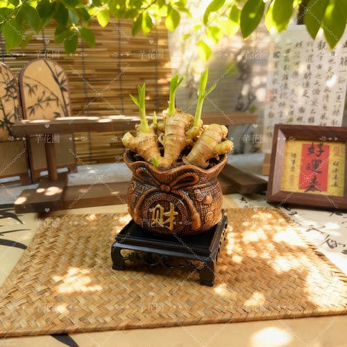 神奇禄根仙草盆栽好运招财好养易活生姜带芽室内办公室桌面绿植