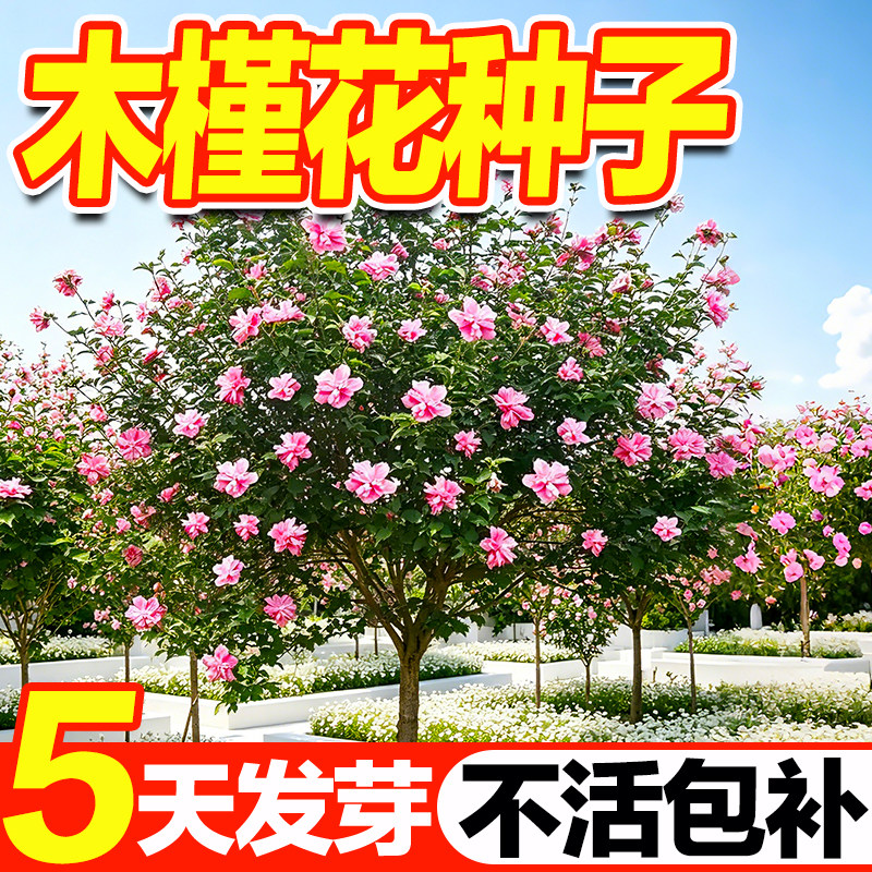 木槿花种子花树种子四季种易活室外庭院易种盆栽植物花卉木槿种子
