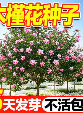 木槿花种子好种易活发芽率高