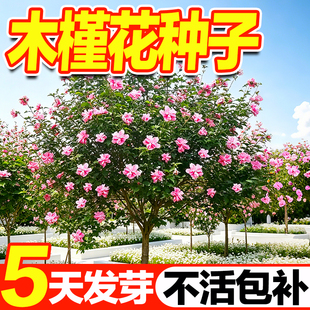 木槿花种子花树种子四季种易活室外庭院易种盆栽植物花卉木槿种子