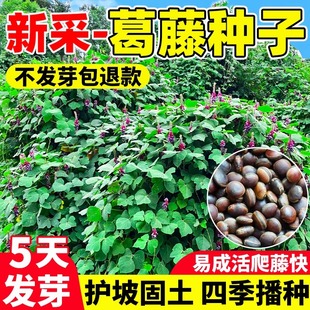 葛藤种爬山虎爬藤植物灌木种籽油麻藤牵牛花边坡绿化矿山复绿护坡