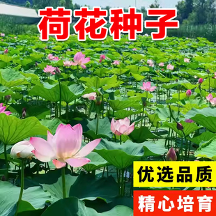 荷花种子大型池塘水养荷花四季莲藕室外盆栽莲花花籽观赏碗莲种籽