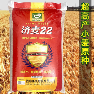 济麦22山东农科院育矮秆抗倒大穗原种优质强筋冬小麦种子高产小麦