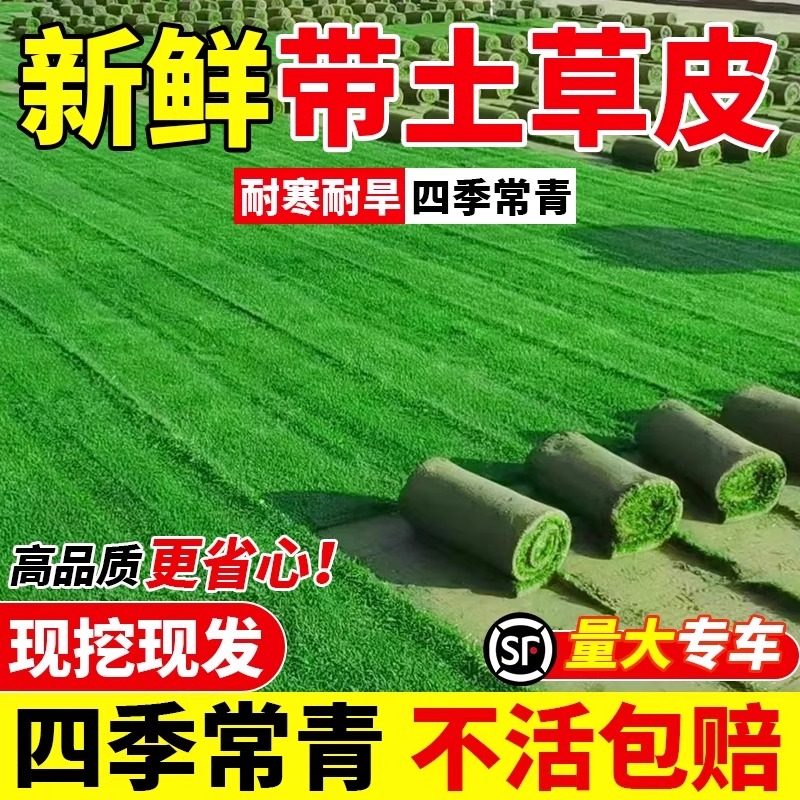 广东草皮带泥土真草坪易活大叶油草坪绿化马尼拉草台湾草庭院工程,鲜花速递/花卉仿真/绿植园艺,宿根/地被植物,淘宝优惠券,粉丝福利购,淘宝优惠卷