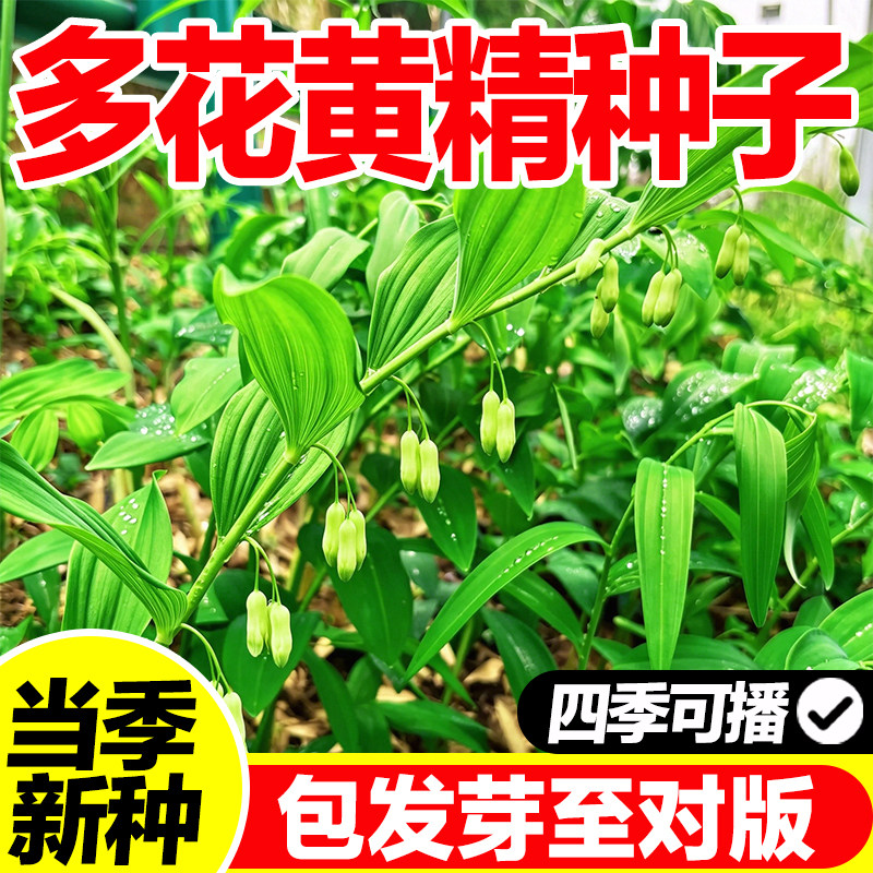 多花黄精种子高产易种四季可播种图片