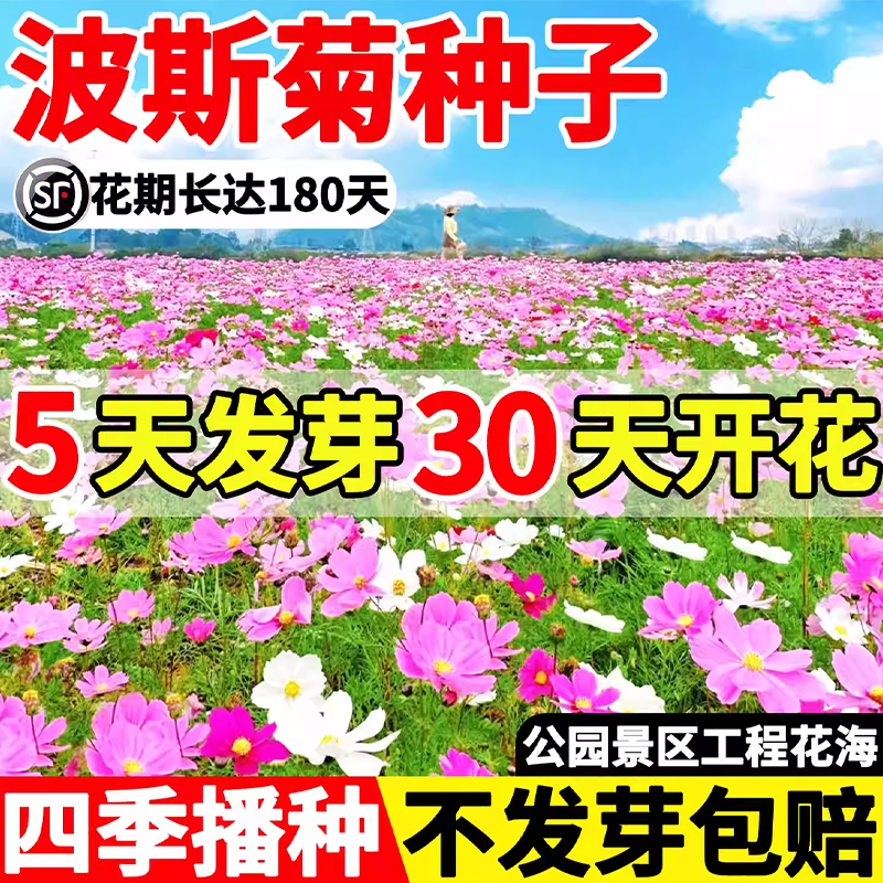 波斯菊花籽四季播种成活率高