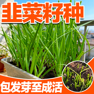 韭菜籽种791宽叶韭菜雪韭菜籽根四季播阳台盆栽种植耐热寒蔬菜种