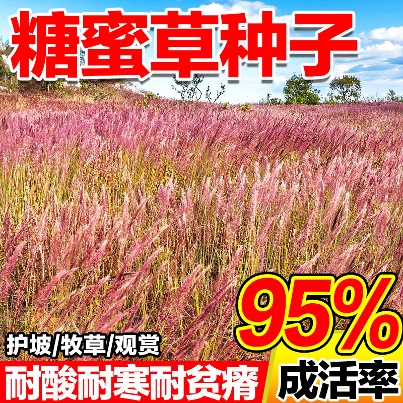 糖蜜草种子牧草种籽耐寒四季南北方种植护坡固土花园配景观赏草籽