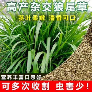杂交狼尾草牧草种子高温牛羊养鱼专用草种多年生四季高产耐寒耐旱