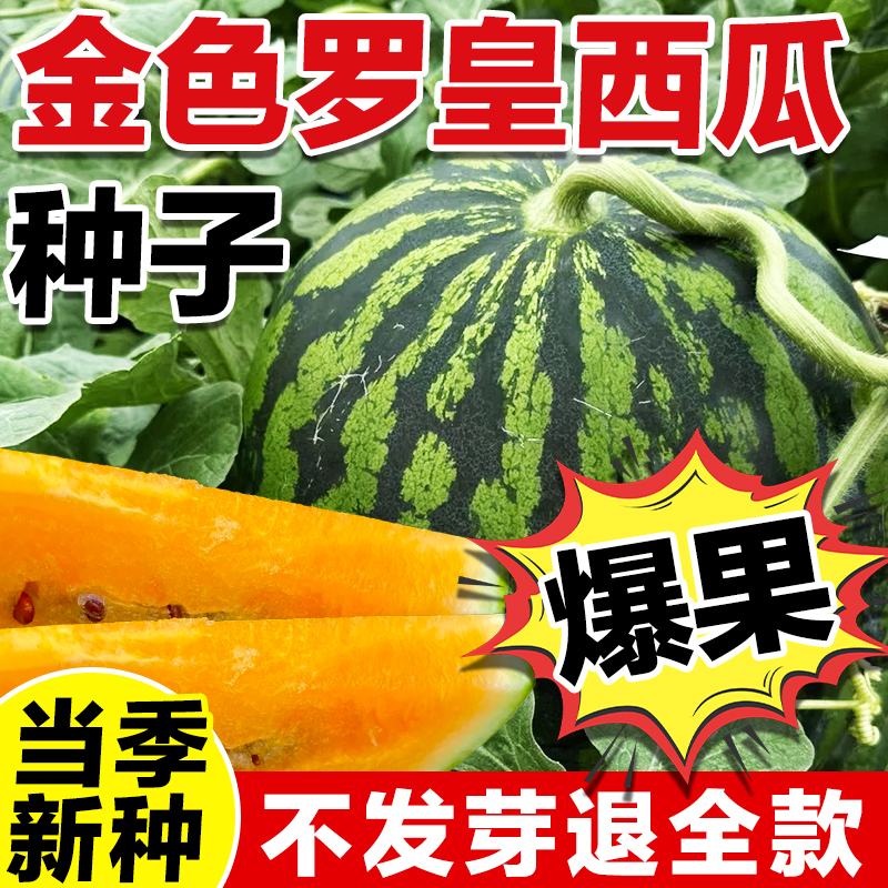 金色罗皇西瓜种子当季新种爆果