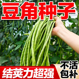 豆角种子四季豆种籽豇豆高产无架长豆角种子蔬菜籽种蔬菜种子大全