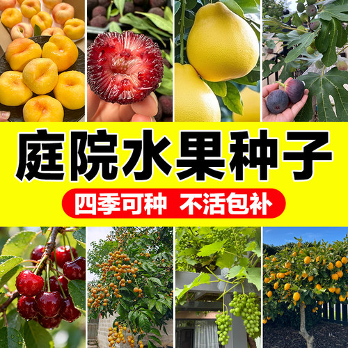 庭院水果种子四季播种发芽率高