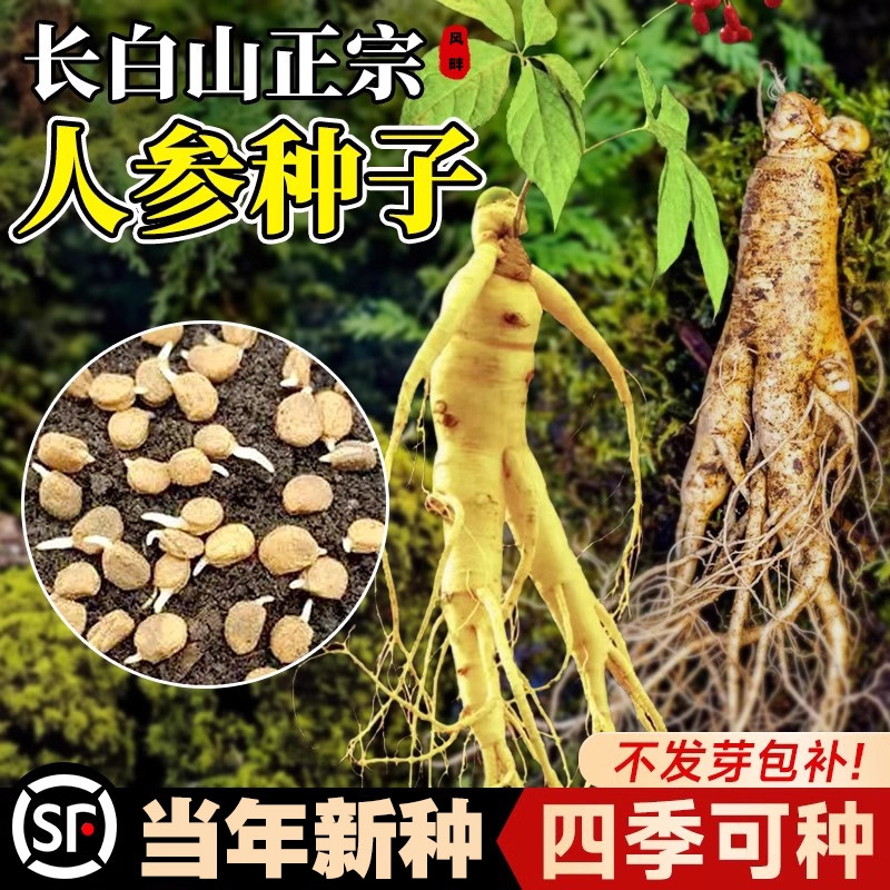 长白山人参种子四季易种中药材易活室内观花卉盆栽正品野山参种子,鲜花速递/花卉仿真/绿植园艺,家庭园艺种子,淘宝优惠券,粉丝福利购,淘宝优惠卷