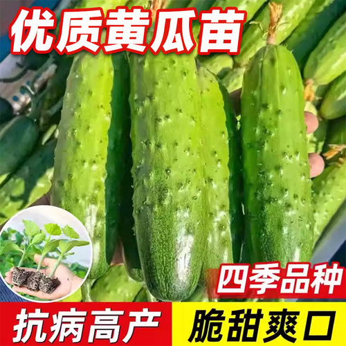黄瓜苗四季品种抗病高产