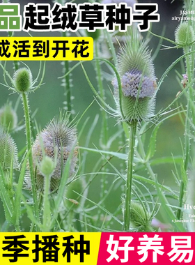 起绒草种子100粒干切花室外盆栽春秋播拉毛果刺芹儿川续断然草籽
