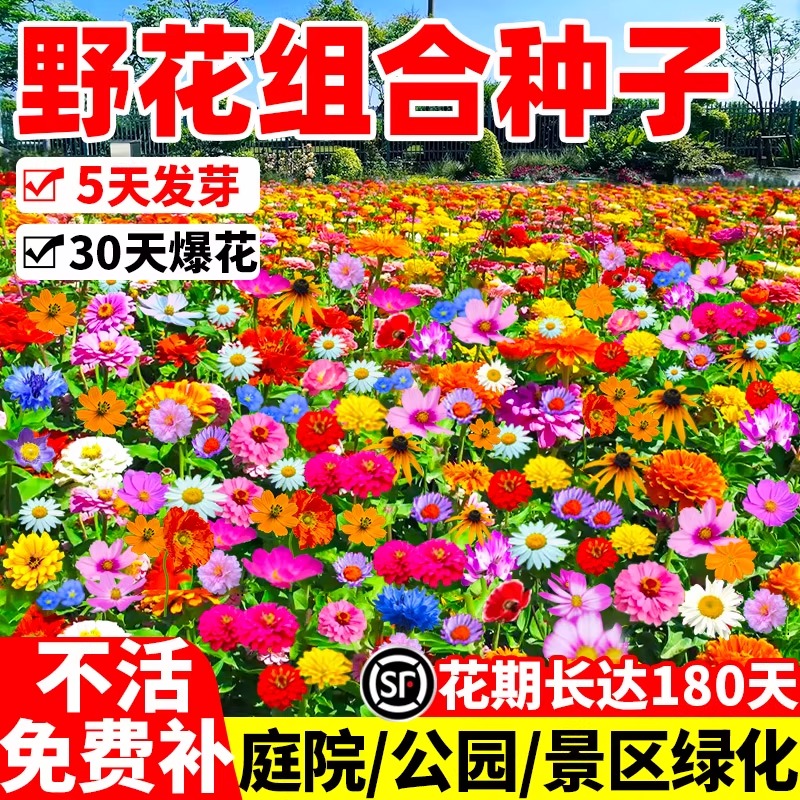 野花组合种子不挑环境发芽率高