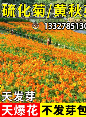 硫化菊种子黄秋英绿化花海四季播种开花卉花籽种子黄波斯菊花景观