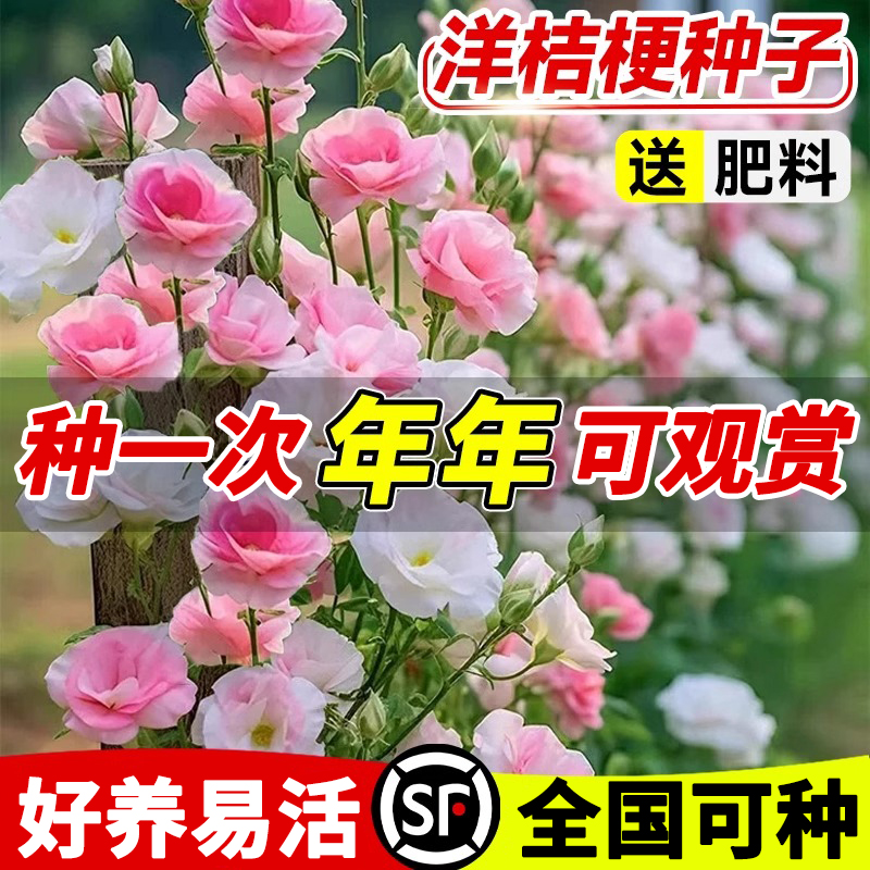 洋桔梗花种子全国可种好养易活