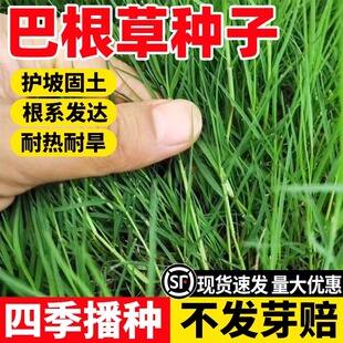 巴根草牛筋草种子爬地草狗牙根护坡种子防水土流失铁线草护坡草籽