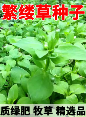 繁缕草种子优质绿肥发芽率高