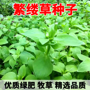 繁缕草种子草籽新鲜种子鹅肠草种籽柑橘果园保水杂草鸡肠草牛繁缕