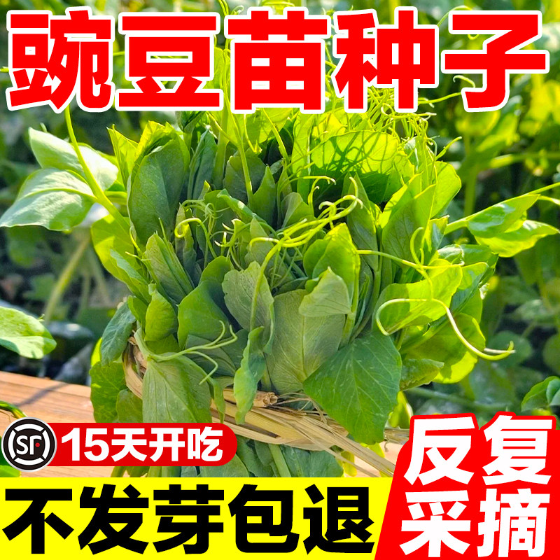 豌豆苗种子可水培土培阳台盆栽龙须荷兰豆种籽四季种植无须豌豆苗
